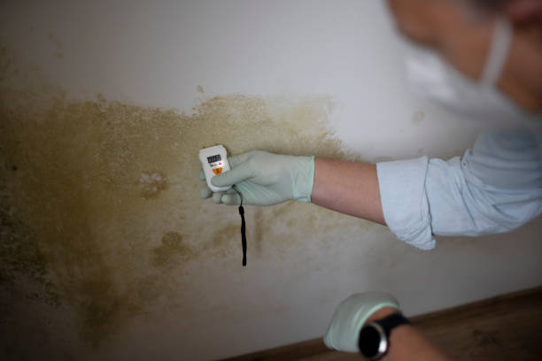 Why You Should Choose Our Mold Remediation Services in East Valley, NV